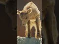 these baby bighorn sheep are baa ing their way into our hearts 🐏 sheep babyanimals natgeokids