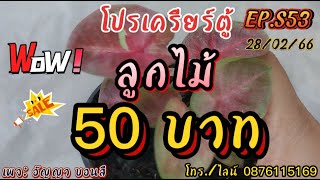 EP.S53!!โปรเครียร์ตู้!! ลูกไม้ ราคา 50 บาททุกกระถาง//ลูกไม้หนึ่งเดียวในโลก//