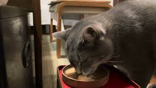 #風の猫　晩ごはん..　一緒に暖かい部屋で美味しいものを食べて..　楽しい時間を過ごす猫・・・