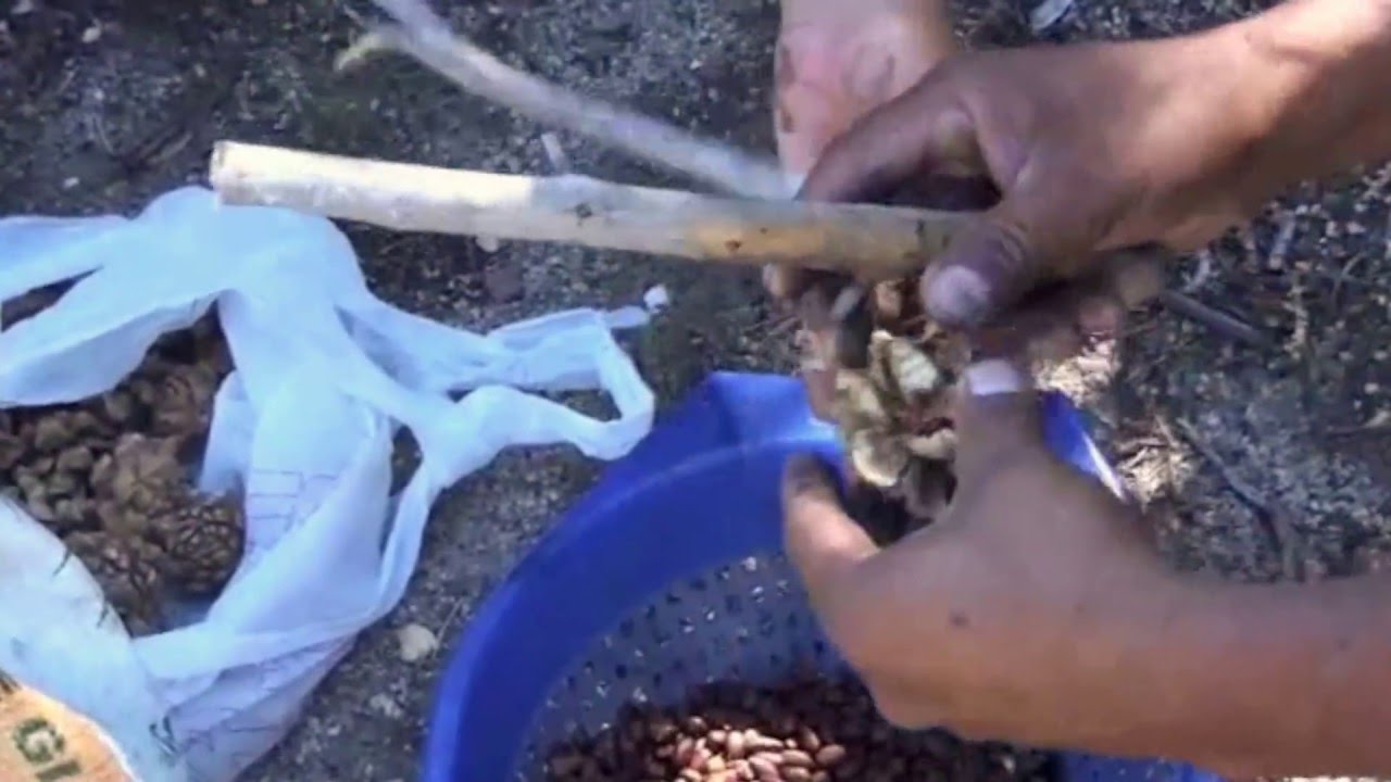 3 Recoleccion De Pinon Youtube