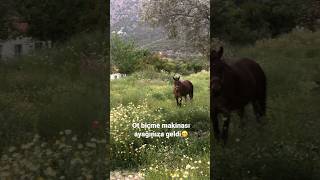 Zehirsiz,zararsız ot biçme için doğal yöntem🐎