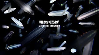 癒しの電気くらげ動画 ☆ Relaxing with Electric jellyfish.