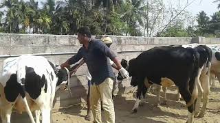 Krishnagiri cow farm k. J. COW FARM.. R. VIJAY. CELL. ,9080494951