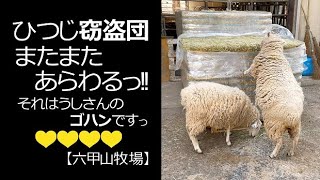 それ食べちゃダメーーーっ【六甲山牧場】#shorts