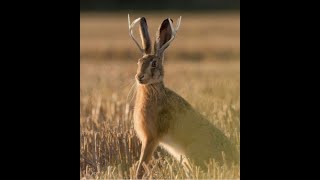 Wyoming Jackalope!