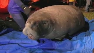 Manatees Rescued From Florida Storm Drain