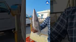 தரமான ஊளி மாவுலா, தடியன் மீன்களை கண்டுபிடிப்பது  Barracuda fish #shorts