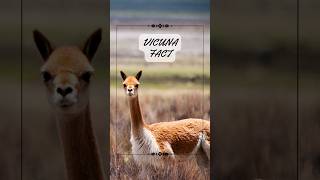 Discover the Enigmatic Vicuña: South America's Precious Treasures  #animalfacts #nature #naturefacts