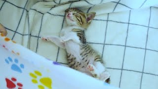 なんだか少し元気がない子猫が心配。【赤ちゃん猫　保護猫】