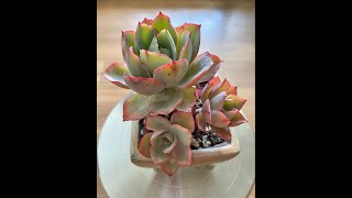 Echeveria 'While Rose' -  白玫瑰