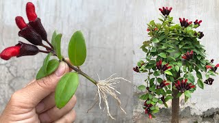 How to propagate Aeschynanthus lobbiana quickly by flower cuttings