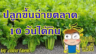 การปลูกขึ้นฉ่าย 5 บาทที่ซื้อจากตลาด 10 วันได้กินแน่นอน \