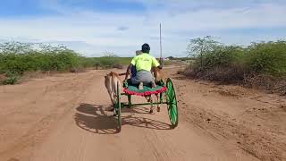 Pallakulam race training