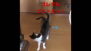 子猫の可愛さは異常！な猫パンチ！#shorts #cat #catvideos #猫 #ネコ #ねこ #おもしろ #猫パンチ #子猫