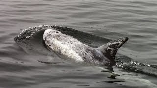 7.2.14 Humpback Whales \u0026 Risso's Dolphins Monterey