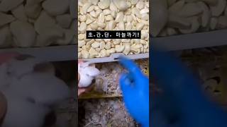 How to peel super simple garlic that you don't know 99% of!#Shorts #China