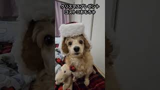 サンタが残業で遅れてきた。。 コストコおもちゃプレゼント🎄🎁#マルプー #말티푸 #maltipoo