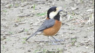 ヤマガラの食事＆コゲラ　A meal and Japanese pygmy woodpecker of the varied tit