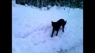 Kelpie herding a snow plow