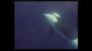 Orca Encounter. Killer Whales at Catalina Island. Superpod of 90 Whales.