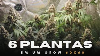 CULTIVEI 6 PLANTAS EM UM GROW 60X60 – Surpreendente!