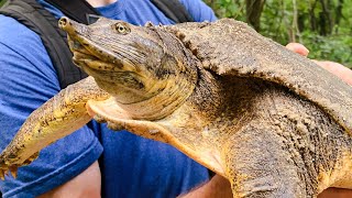 THE BEST Softshell Turtles of 2020!!! Huge female spiny softshell and Smooth softshells