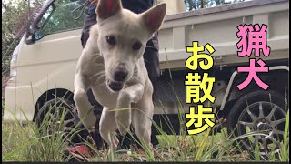 猟犬のことを知りたい人へ