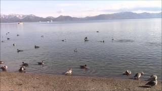 猪苗代湖のカモと白鳥 #2 【2014年11月17日】 Ducks and swans of Lake Inawashiro #2