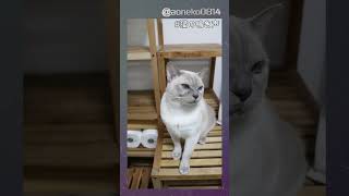 【猫】猫の鳴き声 Meow of a cat #shorts