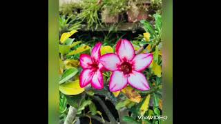 100 types of adenium or desert rose