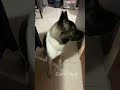 watch this akita’s reaction to bedtime shorts