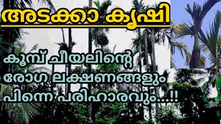 അടക്കയുടെ കൂമ്പുചീയൽ രോഗം പരിഹരിക്കാം...ഇങ്ങനെ ചെയ്താൽ മാത്രം മതി...||Arecanut diseases|| #arecanut