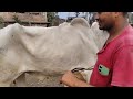 25 শে জানুয়ারি আজ শনিবার 2025 andhra bull gai video tarafdar vlog dakshin barasat