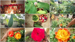 మన మీద్దే తోటలో వచ్చిన పూలు. Harvest from terrace garden. #garden #vlog #plants #yt