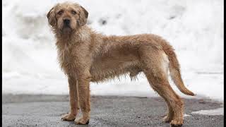 Istrian Coarse-Haired Hound - medium size dog breed