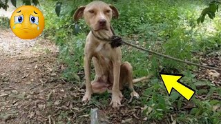 A pregnant dog was left tied up in the woods to give birth alone, but look at her now!
