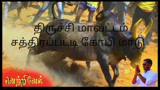 திருச்சி மாவட்டம் சத்திரப்பட்டி கோபி மாடு