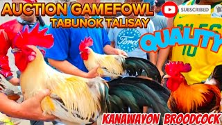 KANAWAYON BROODCOCK  NAPAKAGANDANG MANOK PANABONG TABUNOK FEBRUARY 16-2025