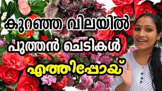 😱🌺ഇതാ കുറഞ്ഞ വിലയിലെ ചെടികൾ/New Plants Stock In Less Price