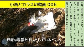 カラスと小鳥の動画006―動物日記ワンダー―カラスの知恵テストー知恵のあるカラスと知恵のないカラスーカラスのエサ探し―カラスの学習―カラスの賢さー慎重なカラスー賢いカラス