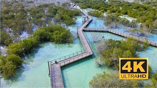 🌳Jubail Mangrove Park🌳