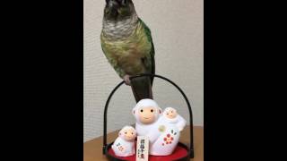 ウロコインコ：チビハルTwitter動画～37