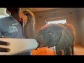 Albino baby elephant, Khanyisa gets a weigh-in and a new bottle 🍼🐘