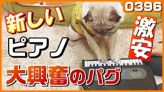 【激安】新しいピアノに大興奮するパグ犬小虎（パグ Pug）[パグログ-0396]