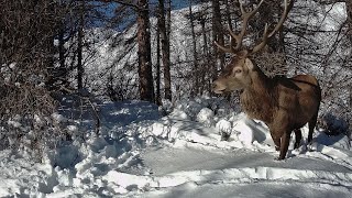 Cerf (10 cors irrégulier) sous le Soleil !