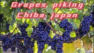 GRAPES 🍇 PIKING AT CHIBA JAPAN #japan #traveljapan #NEPALJAPAN # travellovers ぶどう狩り　千葉