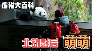 熊猫大百科，每天认识一只大熊猫，北动影后 萌萌#panda #熊猫 #百科 #萌宠