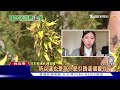 孫安佐回台平安下庄 境外呼麻無法偵辦｜tvbs新聞 @tvbsnews01