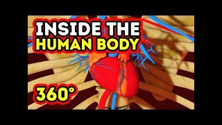 WHAT HAPPENS INSIDE YOUR BODY  360 VR