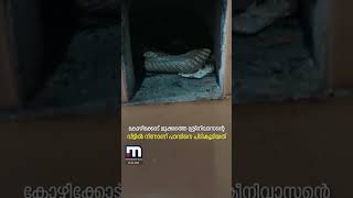 അടുക്കളയിൽ പത്തിവിടർത്തി മൂർഖൻ! | Cobra | Snake